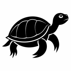 turtle illustration