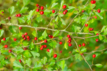 a branch with red berries on a tree and green leaves