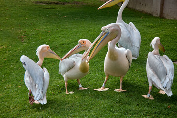 The white pelican (Pelecanus onocrotalus) is a large water bird known for its striking white plumage, long beak, and expansive wingspan. They are often found in lakes, rivers, and coastal waters.