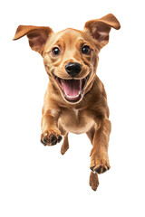 Obraz premium A joyful Belgian Malinois dog running towards the camera with enthusiasm in a bright space