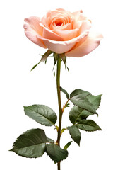 Obraz premium Delicate pink rose with lush green leaves on a long stem against a white background