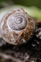 snail on a leaf