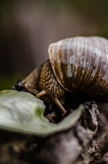 snail on a leaf