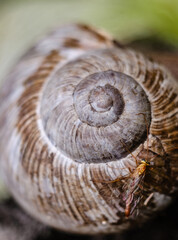 snail