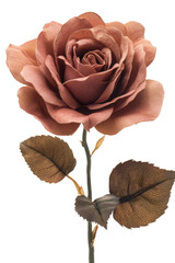 Delicate pink rose with lush green leaves on a long stem against a white background
