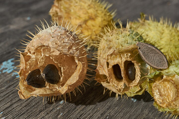 Dry echinocystis fruits with open shells and seeds on a wooden surface. Echinocystis (Latin Echinocystis) is a monotypic genus of annual herbaceous plants of the Pumpkin family.