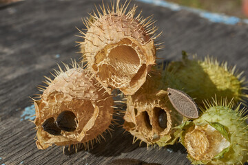 Dry echinocystis fruits with open shells and seeds on a wooden surface. Echinocystis (Latin Echinocystis) is a monotypic genus of annual herbaceous plants of the Pumpkin family.