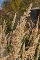 Fototapeta premium Bushgrass is a close–up of a fluffy inflorescence. Dry plants on the background of garden plants. The Bushgrass (Latin Calamagrostis epigejos) is a perennial herbaceous plant.