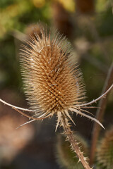 Teasel (Latin Dipsacus) has bloomed in the garden. Teasel family (Latin Dipsacoideae) is a subfamily of dicotyledonous plants of the family of Honeysuckle (Latin Caprifoliaceae).