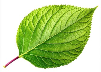 Fototapeta premium Fresh Apricot Tree Leaf with Natural Green Color and Texture Isolated on White Background for Design