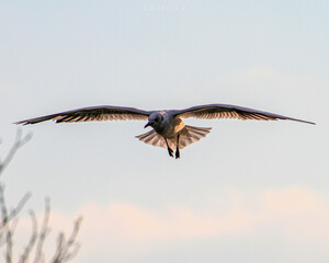 Flying bird