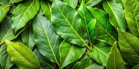 Fresh laurel leaves with vibrant green color for culinary use, garnishing, and aromatic purposes