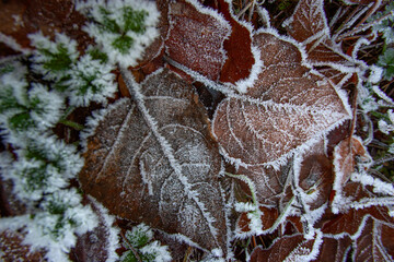 SEATTLE, WASH., U.S. - JAN. 13, 2013: Frost decorates leaves in Seward Park in Seattle, Wash., on Jan. 13, 2013.