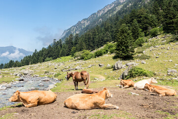 Obraz premium La Fruitière 