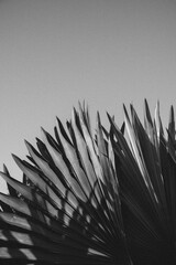 Fototapeta premium abstract plant