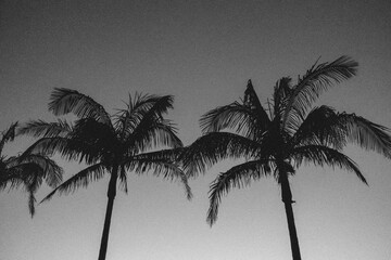 palm tree silhouette