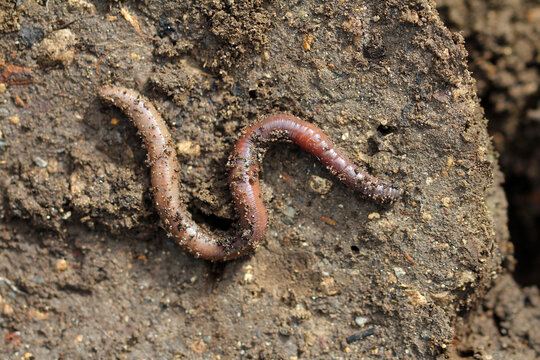 worm on the ground