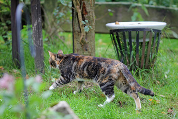 lucky cat or  tricolored cat