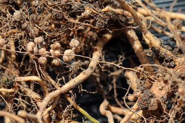 Nodule bacteria and legume roots