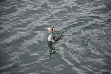seabird having a fish in his mouth