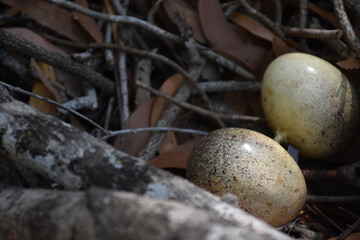 Bird eggs in the nest