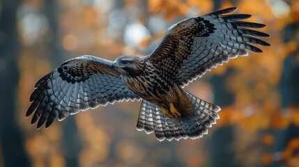 hawk in flight tracks its prey
