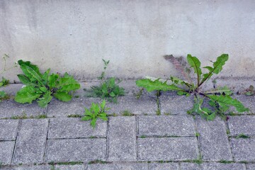 Weeds growing from the sidewalk near the foundations of the building.
