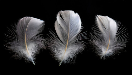 Three delicate white feathers floating gracefully against a black background, creating a striking contrast that highlights their lightness and elegance.