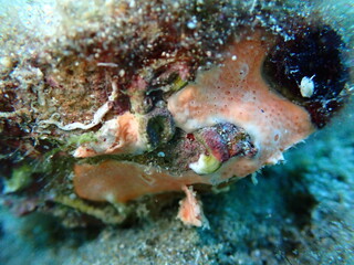 Colonial tunicates common didemnid (Didemnum commune) undersea, Aegean Sea, Greece, Syros island, Azolimnos beach