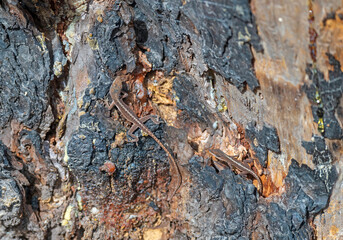 Brown Anole Lizard Living in a Dead Tree