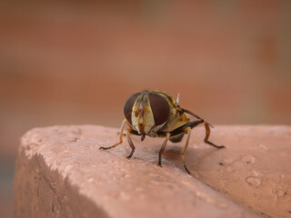 Mosca sirfido