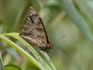 Mariposa marrón