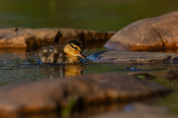 Mallard chick