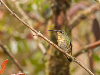 Colibrí perchado