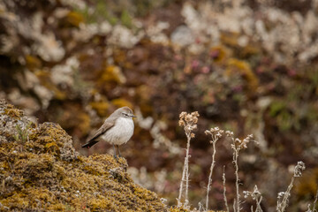 Ave de páramo © OmarJavier