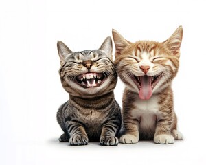Obraz premium Two happy cats enjoying a moment together: A joyful display of friendship and fun
