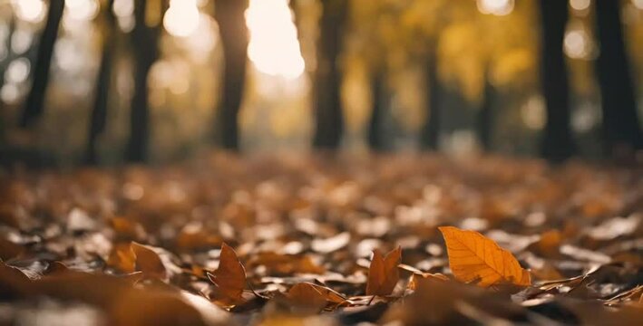 Fallen leaves