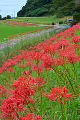 	小矢部・ヒガンバナの里、2,300mに約13万本の彼岸花がコスモスと一緒に咲いています