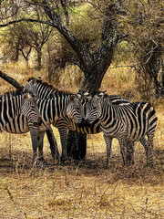Obraz premium Famille de zèbres