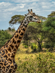 Girafe de Tanzanie, Afrique