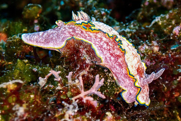 Nudibranch