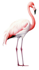 Fototapeta premium PNG Flamingo animal bird pink.