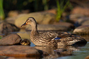 Mallard with chick