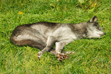 Gray wolf sleeping in grass © Spring
