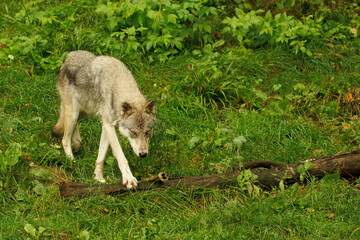Fototapeta premium Grey wolf stepping onto a log in a forest.