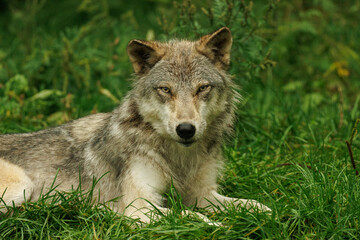Fototapeta premium Grey wolf staring at you while laying in the grass.