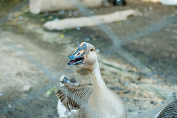 The Goose bird, the animal with an imposing beak, is an aquatic species and is herbivorous.
