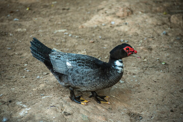 The duck bird, the animal with an imposing beak, is an aquatic species and is herbivorous.