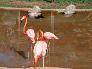 Three flamingos wading in shallow water at a serene park, surrounded by greenery and rocks during a sunny day