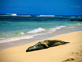Monk seal resting on the golden sands at Makalei Beach, enjoying the warm sun and gentle ocean breeze during a tranquil day